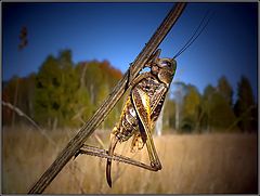 photo "Autumn grasshopper"