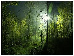 photo "magic forest"