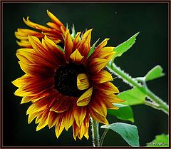 фото "red and yellow flower"