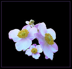 photo "Flower waltz"