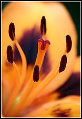photo "Dance"