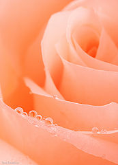photo "***"