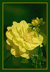 фото "*"