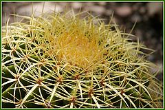 photo "Cactus"