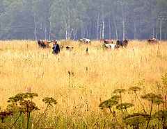 photo "Morning in Moscow suburbs"