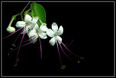 photo "White Tenderness"