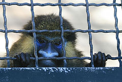 photo "Lisbon Zoo - 01/20"