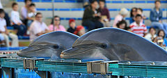 photo "Lisbon Zoo - 03/20"