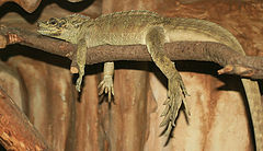 photo "Lisbon Zoo - 04/20"