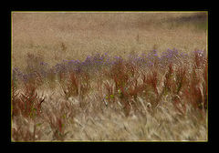 photo "Impressions of the Field"