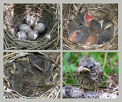 фото "Семейный альбом"