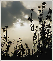 фото "Evening"