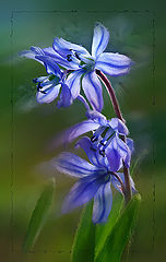 photo "***"