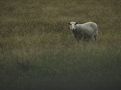 photo "Sheep"