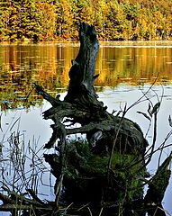 photo "The Monster of Lake"