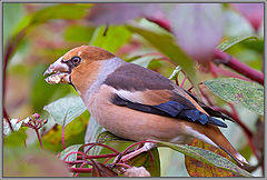 photo "The sloven."