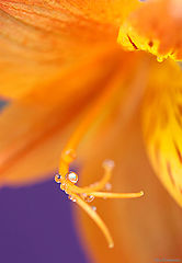 photo "***"