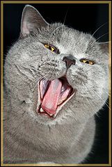 photo "miaw"