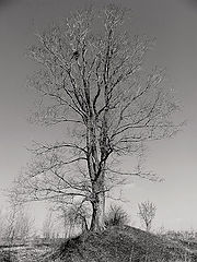 photo "Bell..."