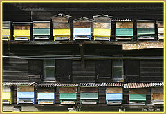 photo "Bee ghetto"