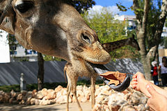 photo "Lisbon Zoo - 07/20"