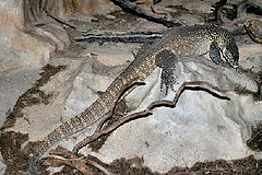 photo "Lisbon Zoo - 08/20"