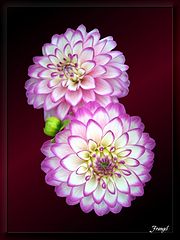 photo "Harmony"