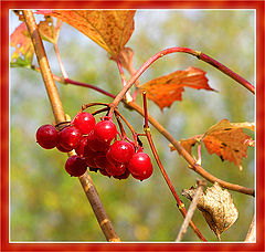 photo "***"