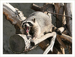 photo "Sailant!"
