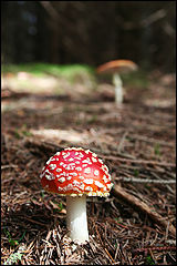 фото "Mushrooms"