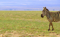 фото "africa ...with love"