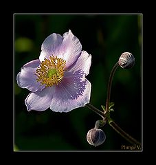 photo "***"