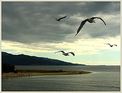 photo "Flying to the light..."