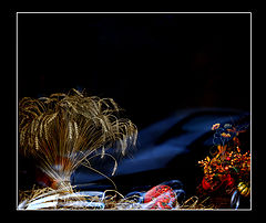 photo "***"