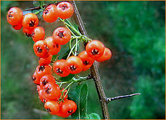 photo "Red-Dots"