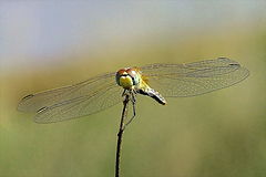 фото "Balance"