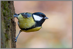 photo "Curious titmouse."