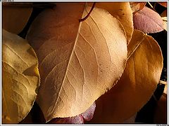 photo "Autumn Vein"