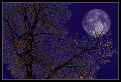 фото "Осенняя ночь"