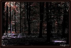 фото "dark bunch"