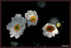 фото "in the wind"