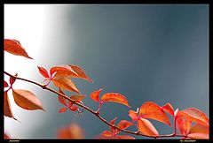 photo "autumn"