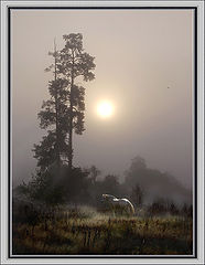 photo "***"