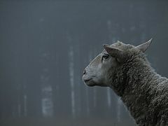 photo "Ovis aries & autumn mist"