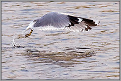 photo "Flight by style the Dolphin."