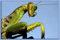 photo "Hierodula tenuidentata"
