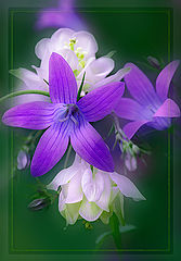 photo "***"