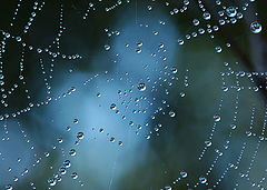 photo "Galaxy under bush"