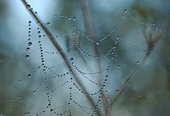photo "Autumn Сobweb"