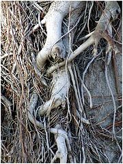 фото "three"
